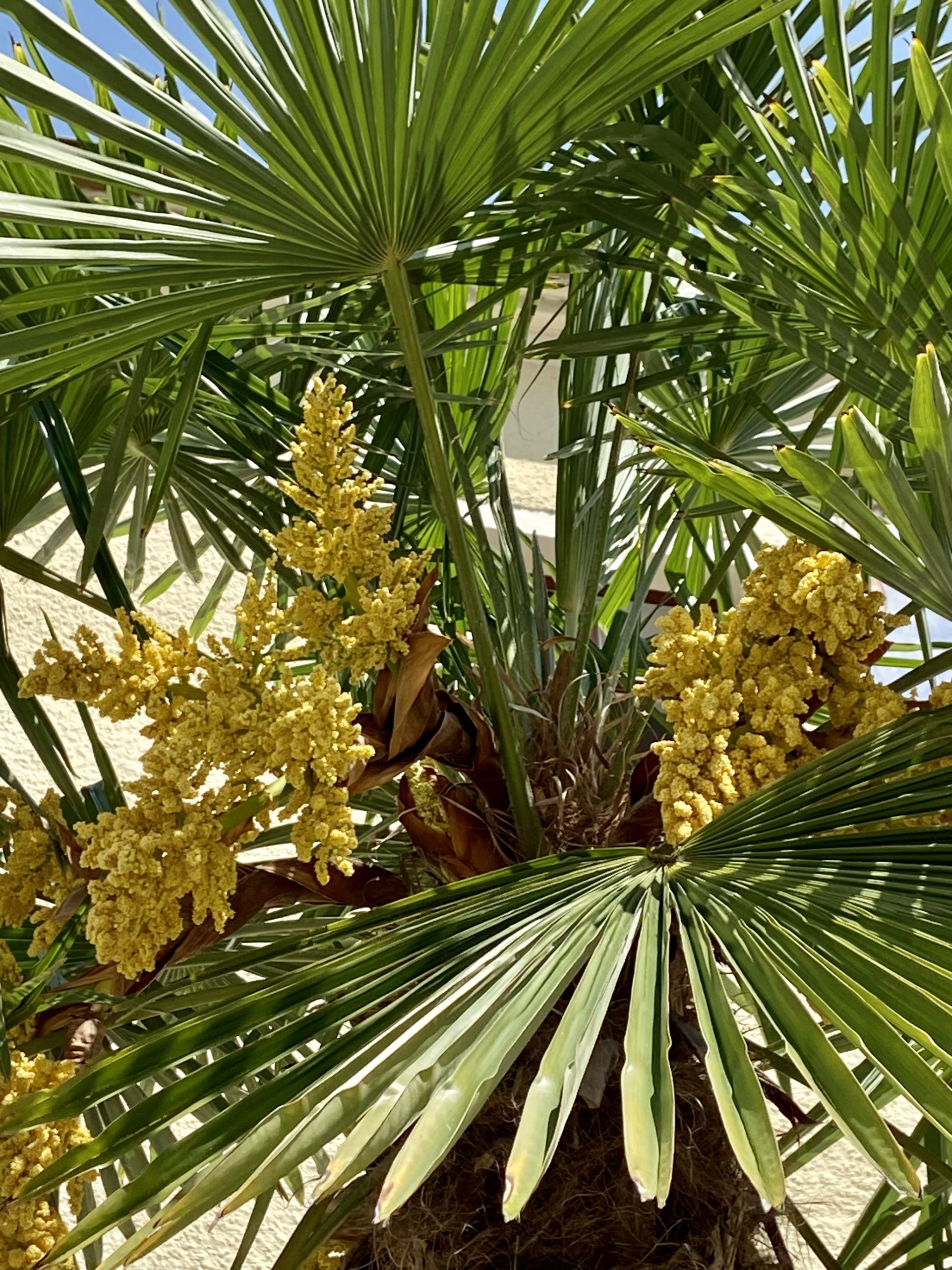 Palmenblüte (1)